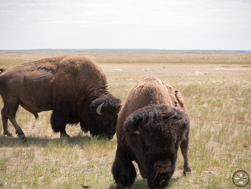bison du Saskatchewan