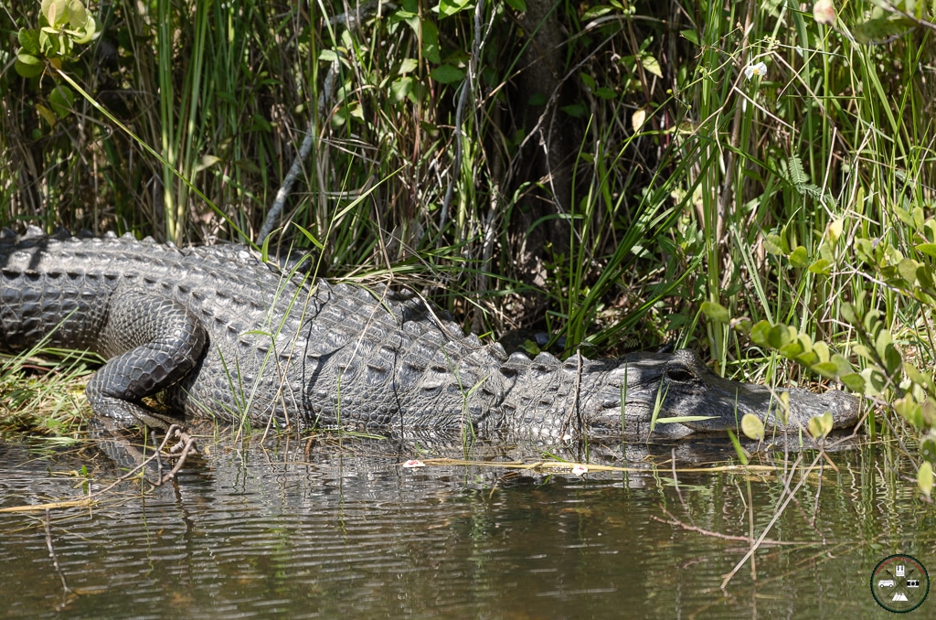 aligator dans les everglades à miami